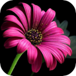 گلدون بی گل