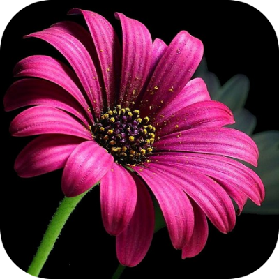 آهنگ گلدون بی گل