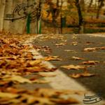 پاییزترین پاییز