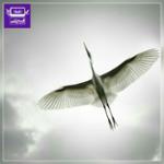 پرنده‌ای که برایت شادی بیاورد