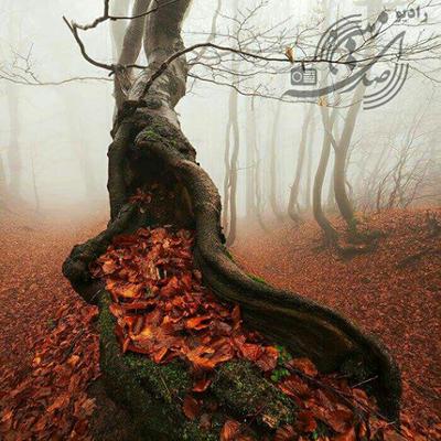 آهنگ عاشقانه با مرگ