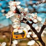 بهار حوالی اردیبهشت