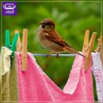 رنگ‌های روی بند رخت