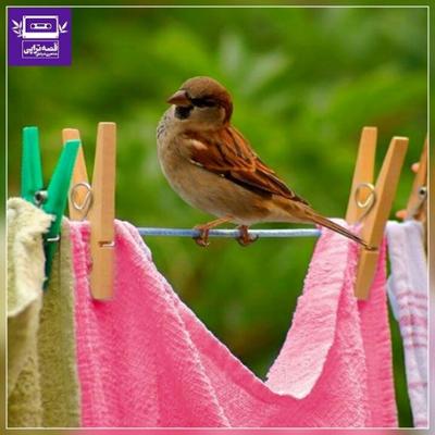 آهنگ رنگ‌های روی بند رخت