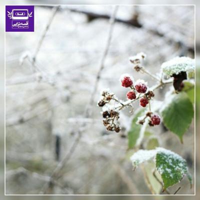 آهنگ زمستان تمشکی