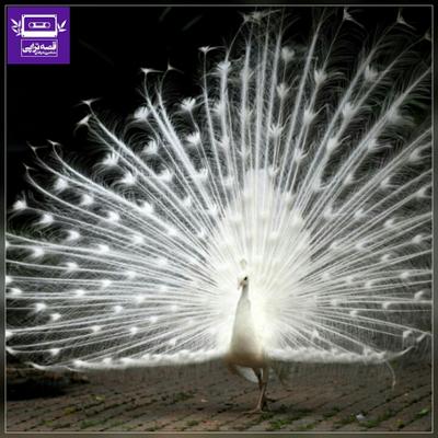 آهنگ زمان طاووس